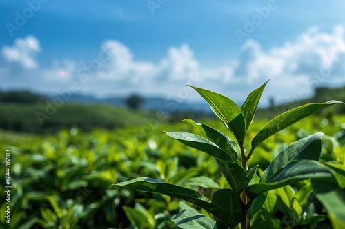 Close-up of fresh tea leave...