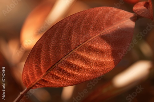 Close-up view of Mahogany t...