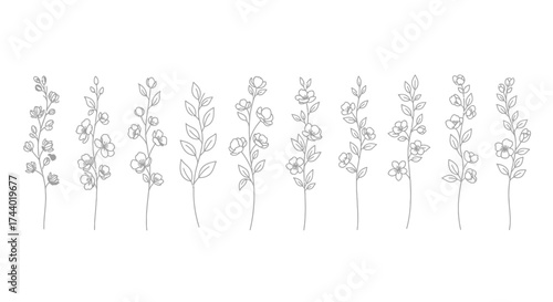 Delicate hand-drawn botanical line art featuring a collection of whimsical floral stems vector