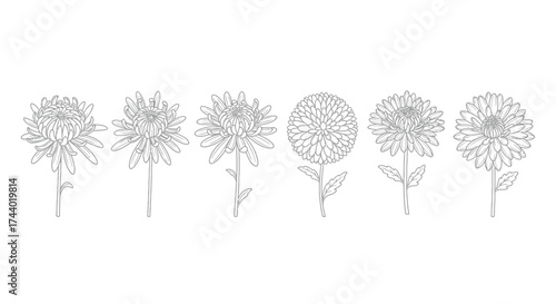 Delicate dandelion seed heads delicate botanical line art flowers on vector