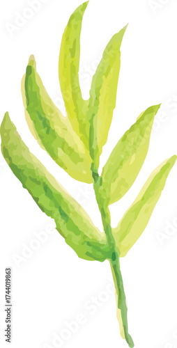 branch watercolor hand drawn vector isolated on white