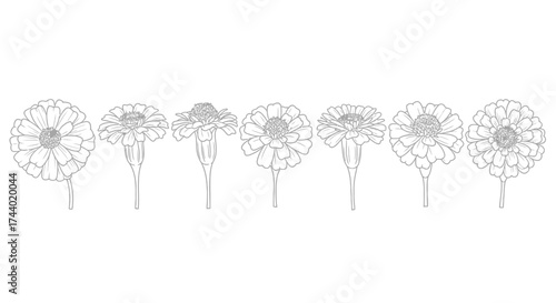 Row of delicate hand drawn marigold flowers in a line floral design natural beauty botanicals vector