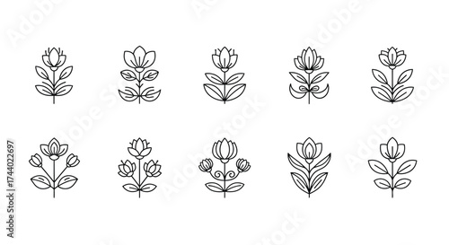 Collection of stylized floral elements and botanical designs for artistic projects vector