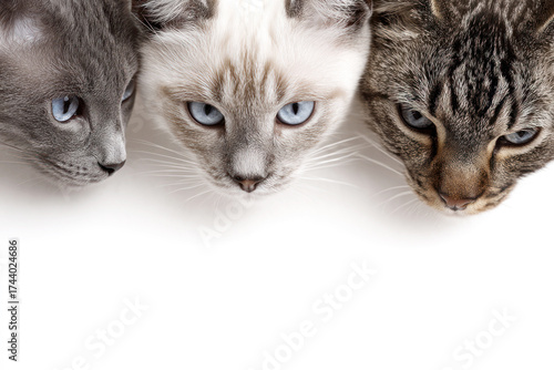 Wallpaper Mural Three cute cats with white blank space for text Torontodigital.ca