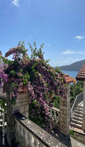 pink flowers in the city overlooking sea