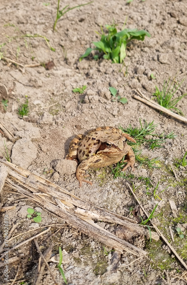 Obraz premium Common toad frog (Bufo bufo) sitting in the mud. Selective focus