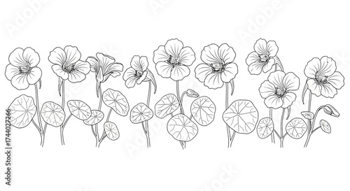 Elegant line drawing floral border of delicate poppies and leaves for artistic backgrounds vector
