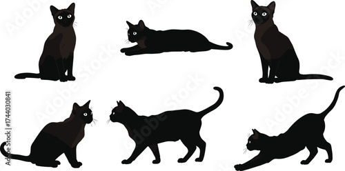 Black cat silhouette vector, sitting walking lying stretching poses, cartoon feline outline illustration, pet animal posture clipart, domestic cat breed design element