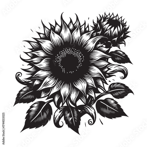 sun flower