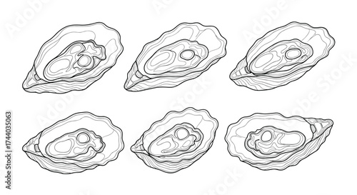 Six oysters artfully arranged on a white background for culinary presentation.
