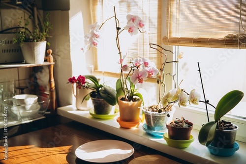Wallpaper Mural Orchids blooming on window sill in sun light Torontodigital.ca