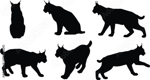 Black lynx silhouette collection, sitting, walking, standing, wild feline poses, animal posture, wildlife vector design, predator cat, cad drawing flat vector illustration