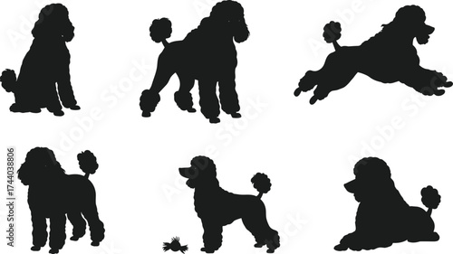 Poodle dog silhouettes, pet vector illustration, canine outline artwork, black animal clipart, elegant grooming style design, breed posture study, standing sitting walking leaping poses collection