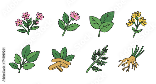 Collection of medicinal herbs and plants with botanical drawings