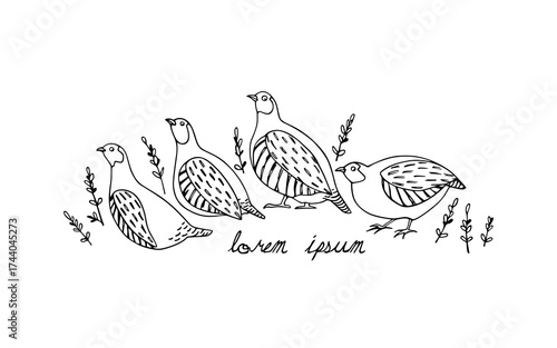 Vector card with hand drawn flock of Grey Partridges among twigs. Ink drawing, decorative graphic style. Beautiful wildlife or Easter celebration design elements