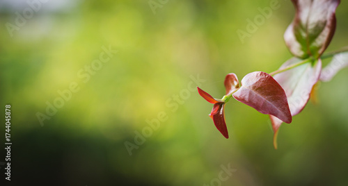 Small red leaves and blur green nature background