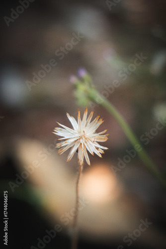 Close up small white flower of grass