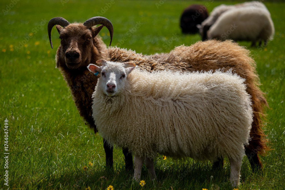 Obraz premium The icelandic sheep playing on green glass in a summer day