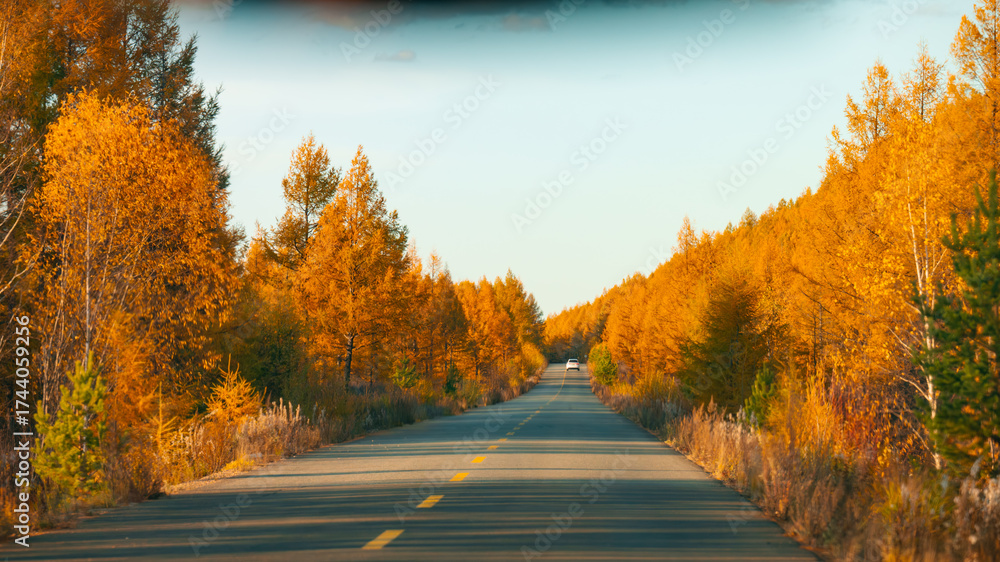 Fototapeta premium autumn landscape with road
