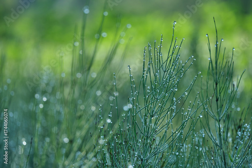 Green field horsetail in morning dewdrops. Summer macro photo