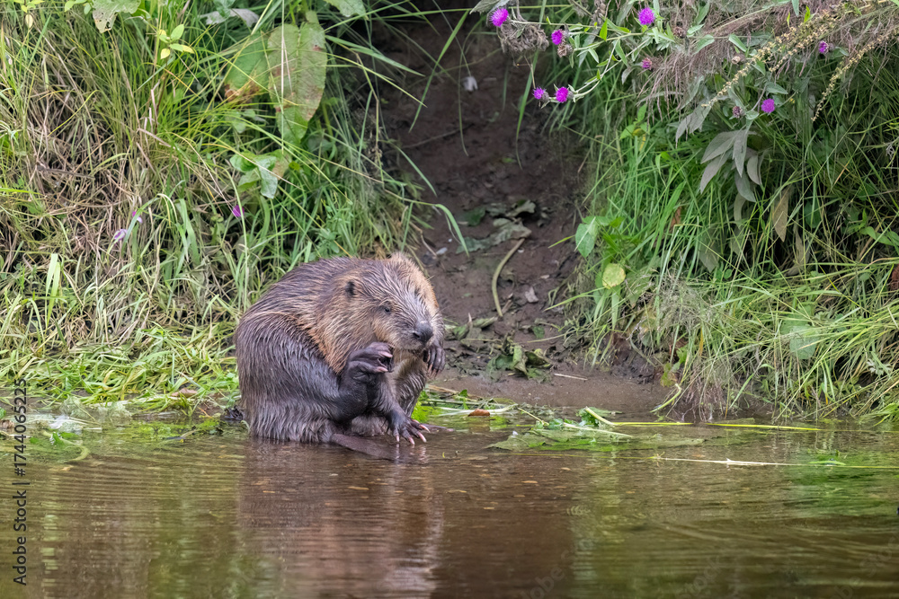 Fototapeta premium Beaver cleaning itself on the riverbank