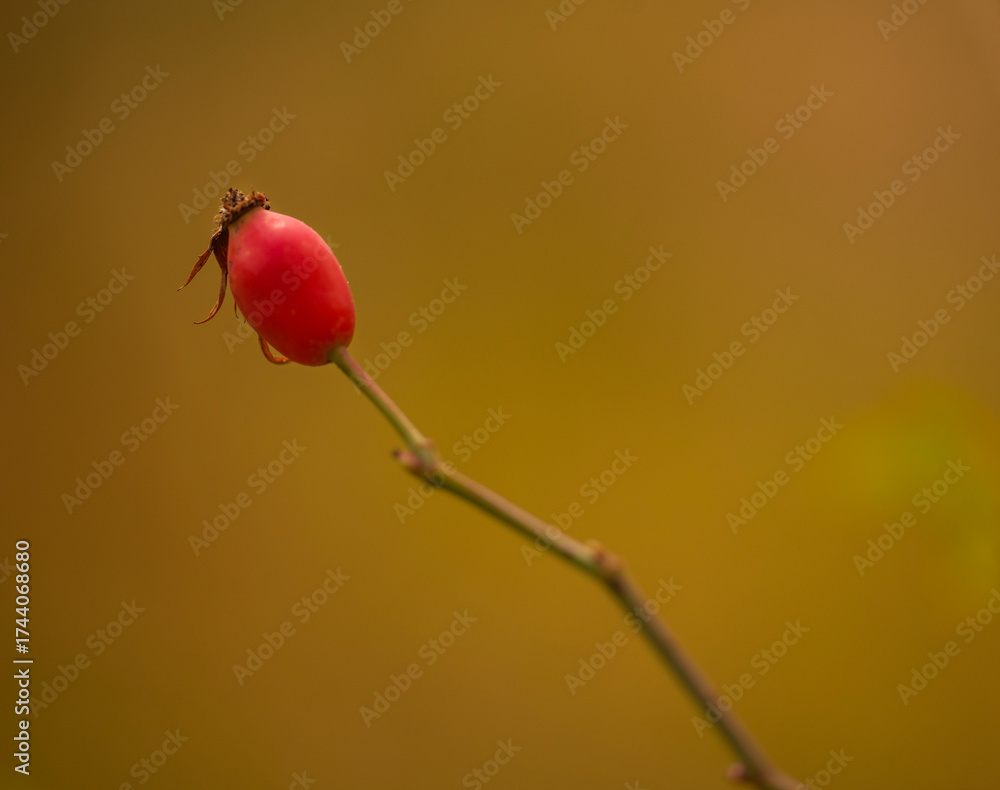 Obraz premium Close up of dog rose in early autumn