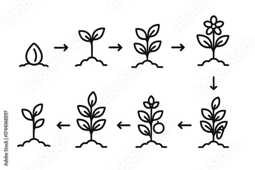 Plant Growth Stages Icons. Line style icons of plant growth stages: seed icon, sprout, seedling, young plant; maturing plant,