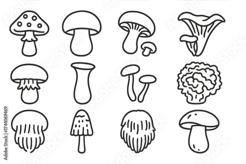 Iconic Mushroom Line Art. Line style icons of iconic mushrooms: amanita, porcino, shiitake, black trumpet; hedgehog mushroom, king