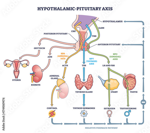 Hypothalamic pituitary axis flow visualizes hormone control linking brain and glands, key structures, hypothalamus, pituitary, thyroid, pathways and feedback shown. Outline diagram