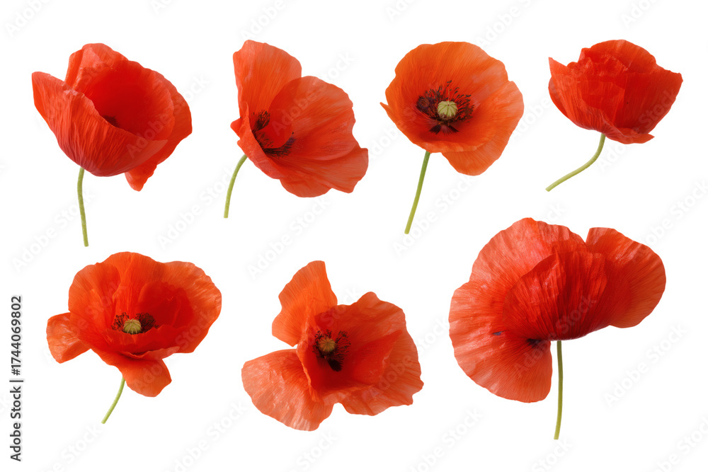Obraz premium Collection of vibrant red poppies in full bloom isolated on white background