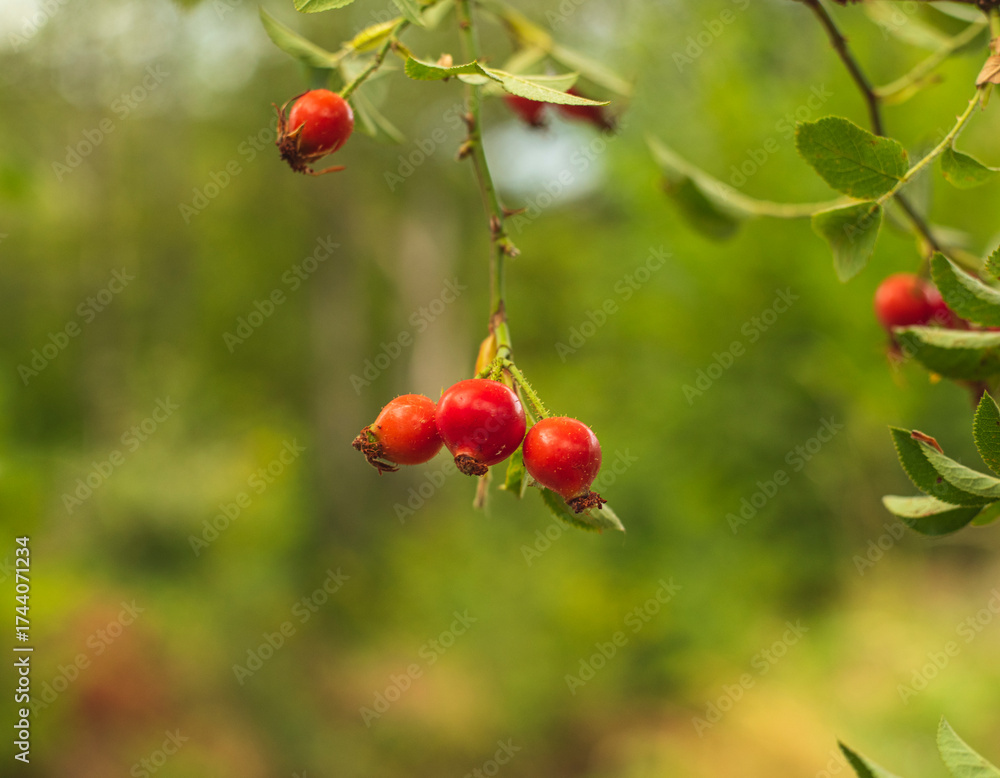 Fototapeta premium Close up of dog rose in early autumn