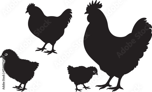 Black silhouettes of chickens and chicks set, farm birds family, rooster, hen, baby fowl collection