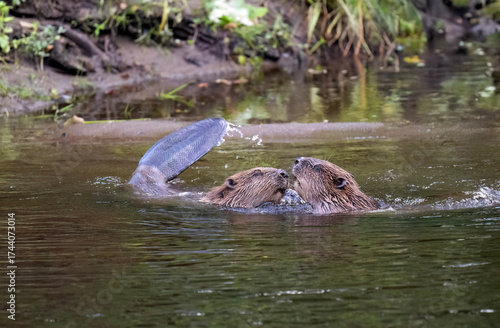 Fotografía Beavers wrestling in a river