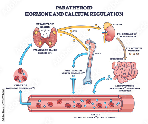 Parathyroid hormone calcium regulation shown, PTH from glands targets bone, kidneys, intestines to restore blood Ca2and, key objects are parathyroid glands, bone, kidney. Outline diagram
