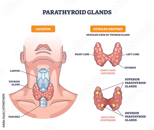 Parathyroid glands outline shows thyroid location, anterior and posterior views, highlighting lobes, isthmus and parathyroid pairs, main objects, thyroid gland, parathyroids, trachea. Outline diagram