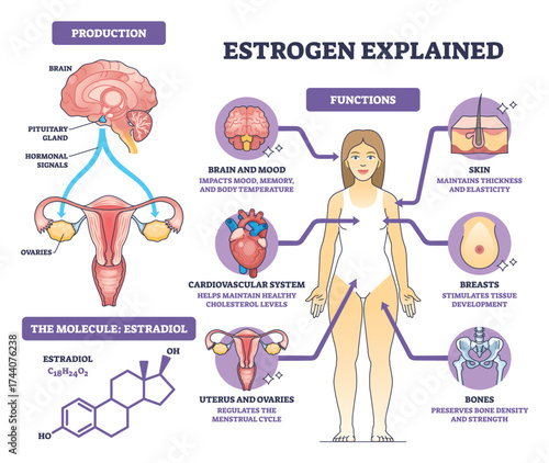 Estrogen brief diagram shows hormone production and functions across body, highlights uterus, brain, and estradiol structure. Outline diagram