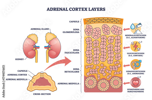 Adrenal cortex layers map zonal histology and hormones, key zones, glomerulosa, fasciculata, reticularis, includes kidney and medulla labels. Outline diagram