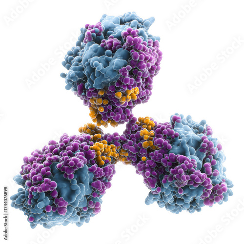 IgG antibody with two antigen-binding sites and hinge region [Transparent Background PNG].