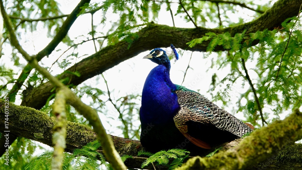 Fototapeta premium Pfau, männliches Tier in der Balz