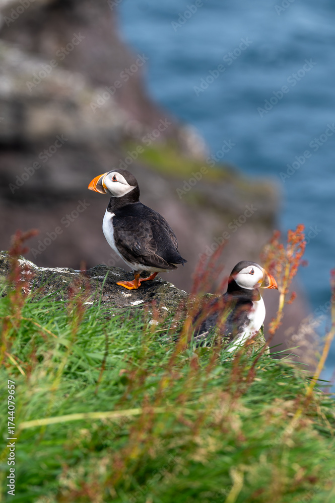 Fototapeta premium Atlantic Puffin on Faroe Islands Coastline