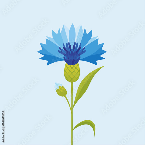 Hintergrund blaue Kornblume