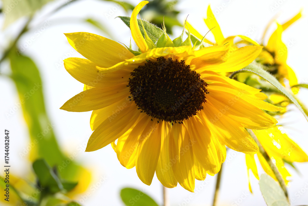 Naklejka premium Magnificent sunflower in the morning sun with dew on the petals, mature sunflower in full bloom, blooming sunflower with small drops of water on the petals, Helianthus annuus