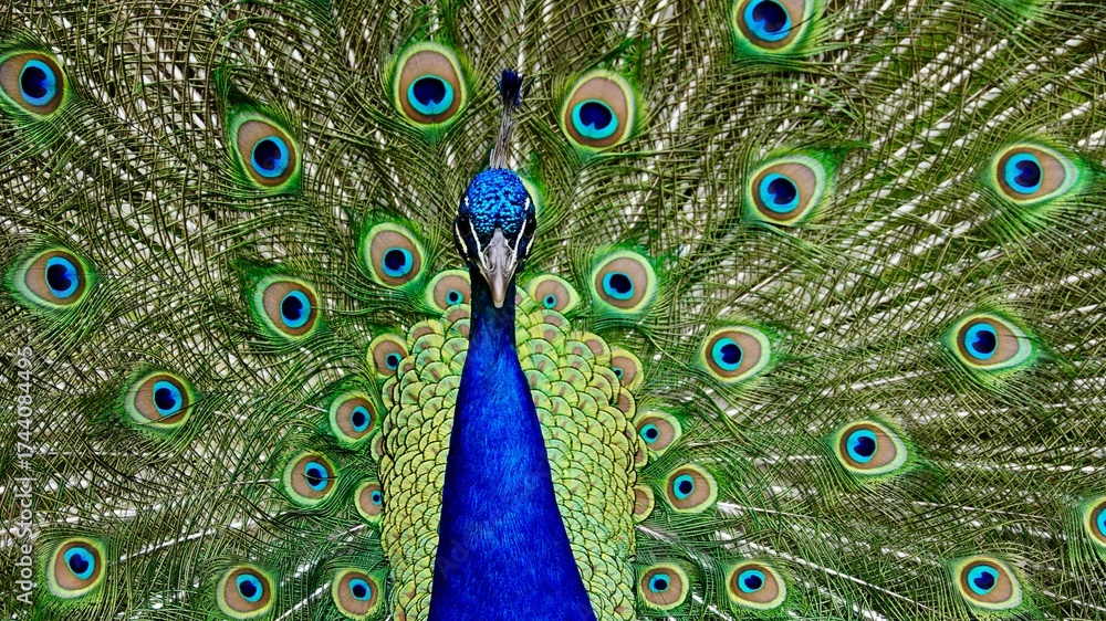 Obraz premium Pfau, männliches Tier in der Balz