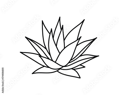 Agave succulent plant outline