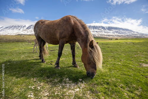 close up of an Icelandic horse grazing on a green pasture, North Iceland