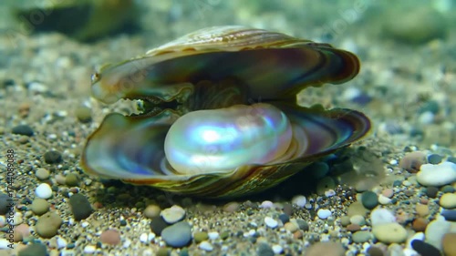 Majestic Pearl Unveiled: Close-Up Underwater Reveal of Iridescent Gem within Oyster Shell