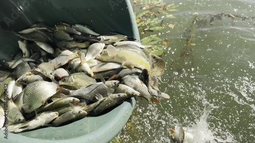 Hatchery-raised rudd and crucian carp are poured from a basin into a private fishing lake, illustrating fish stocking and maintenance of freshwater ecosystems.