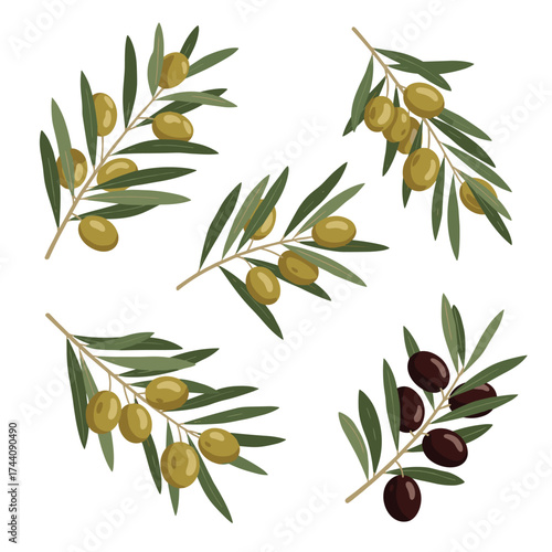 Various olive branches with green and black olives are shown in this artwork.