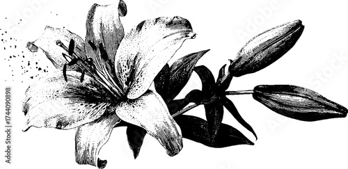 Detailed dotwork illustration of a blooming lily flower in stipple style for botanical designs