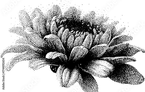 Intricate dotwork stippling illustration of chrysanthemum flower for artistic design